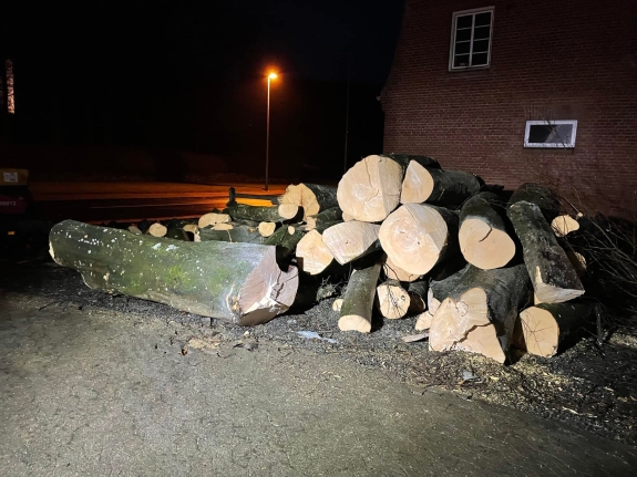 Bunke af træ efter træfældning