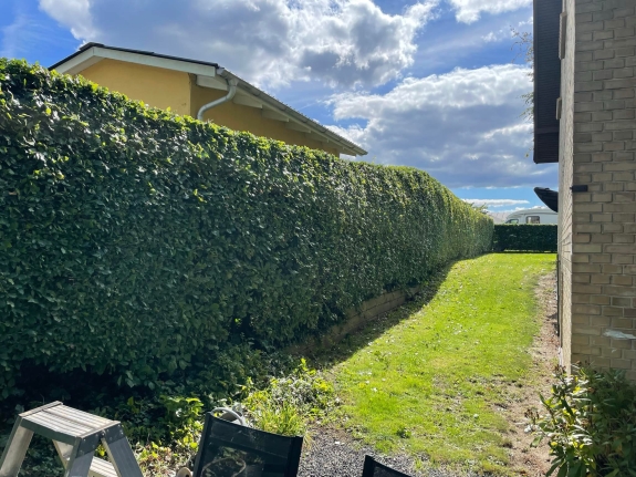 Hækklipning i Skive