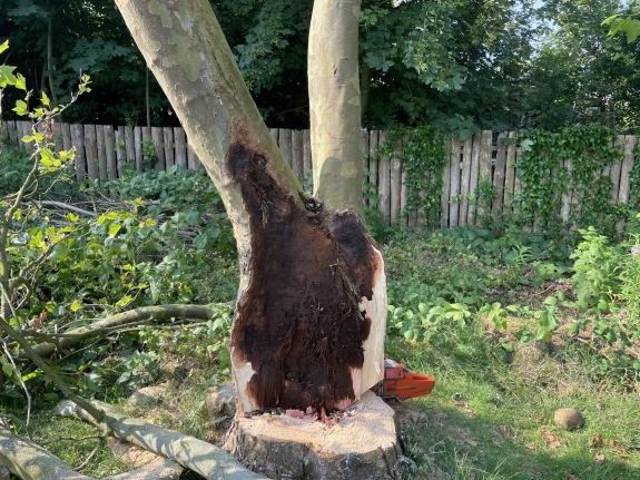 Træfældning i Holstebro