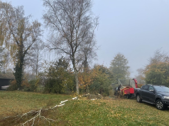 Træfældning i Skive