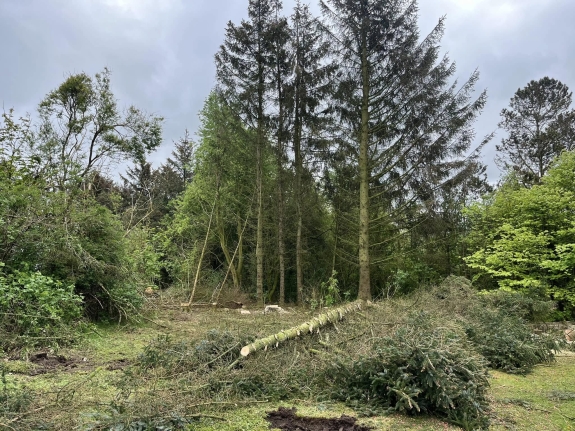 Træfældning i Viborg