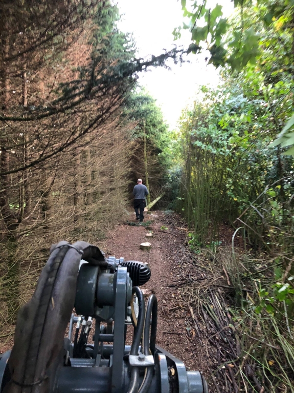 Træfældning i Skive