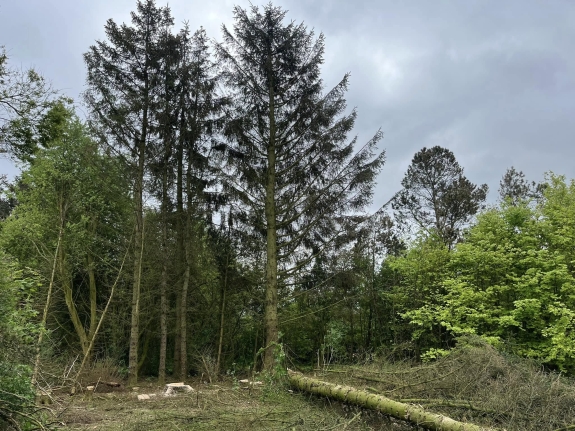 Træfældning i skovområde