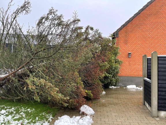 Træfældning i Viborg