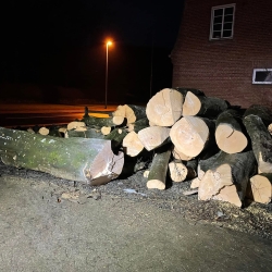 Bunke af træ efter træfældning