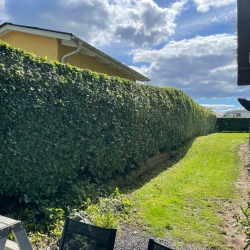 Hækklipning i Skive