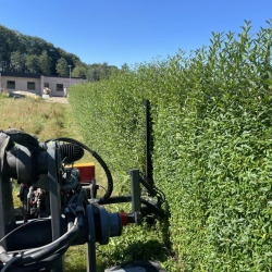 Professionel Hækklipning