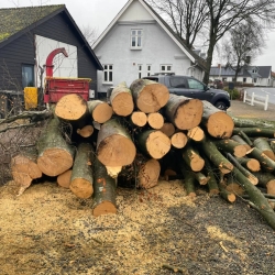 Træfældning i Holstebro