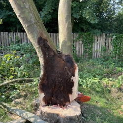 Træfældning i Holstebro