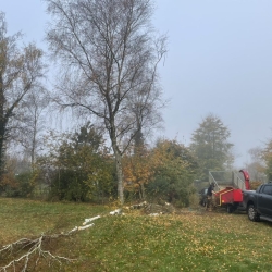 Træfældning i Skive