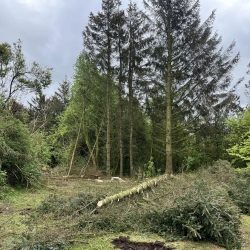 Træfældning i Viborg