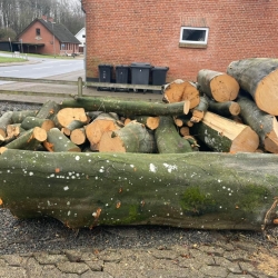 Træfældning og beskæring