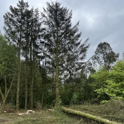 Træfældning i skovområde