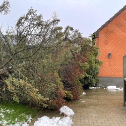 Træfældning i Viborg