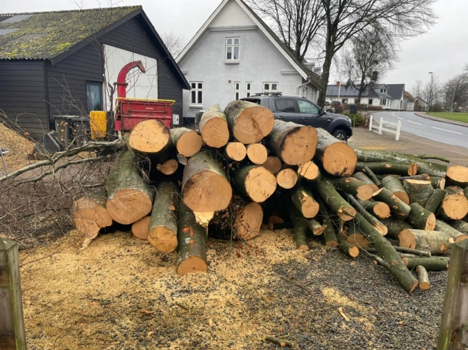 Træfældning i Holstebro