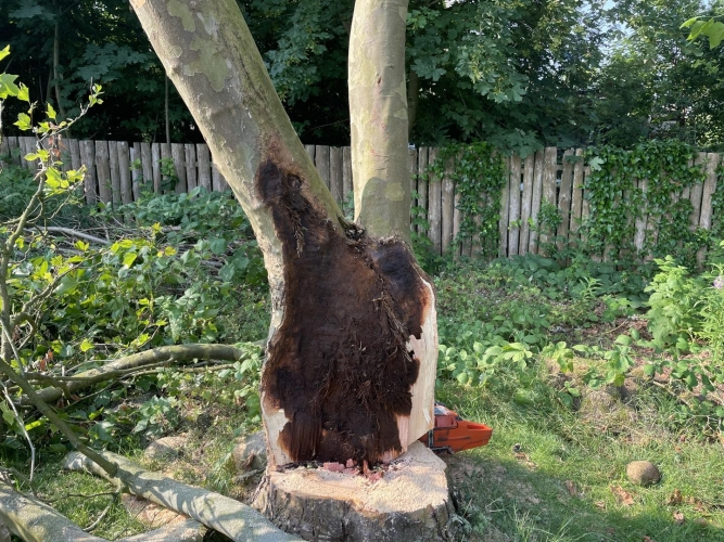 Træfældning i Holstebro