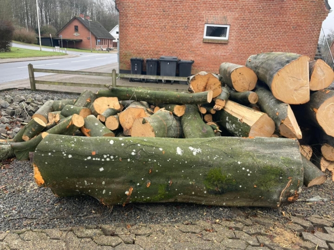 Træfældning og beskæring