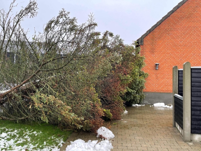 Træfældning i Viborg