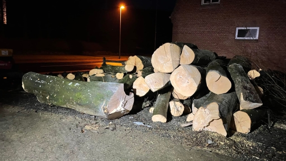 Bunke af træ efter træfældning