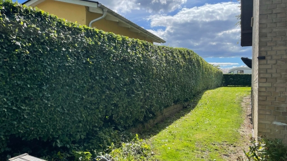 Hækklipning i Skive