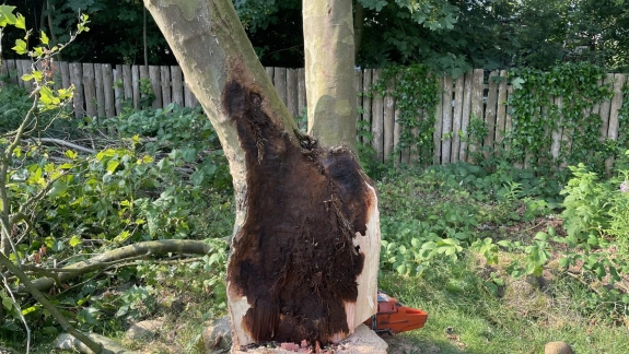 Træfældning i Holstebro