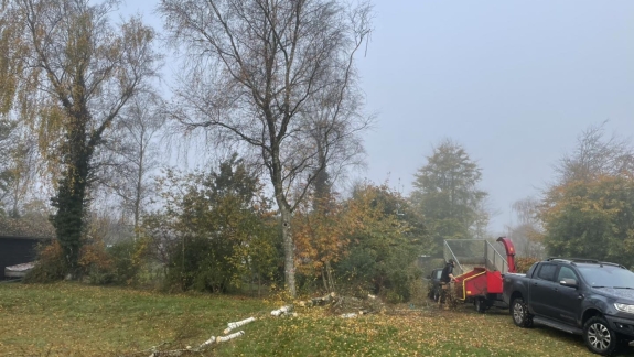 Træfældning i Skive