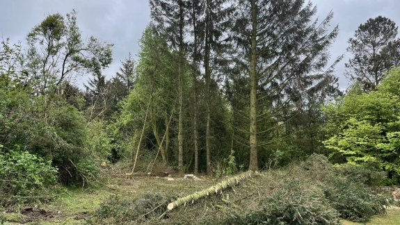 Træfældning i Viborg