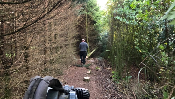 Træfældning i Skive