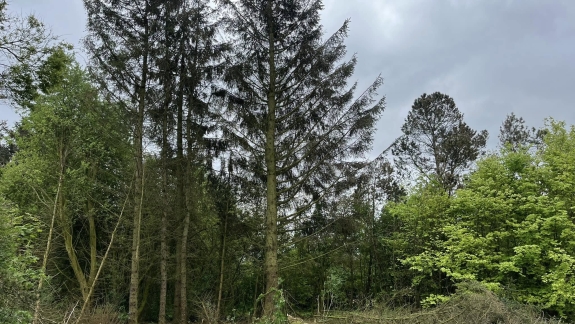 Træfældning i skovområde