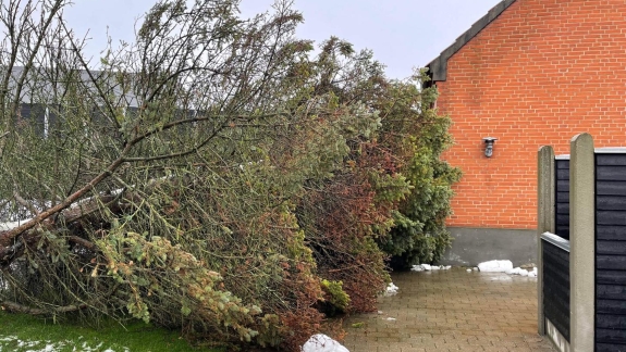 Træfældning i Viborg